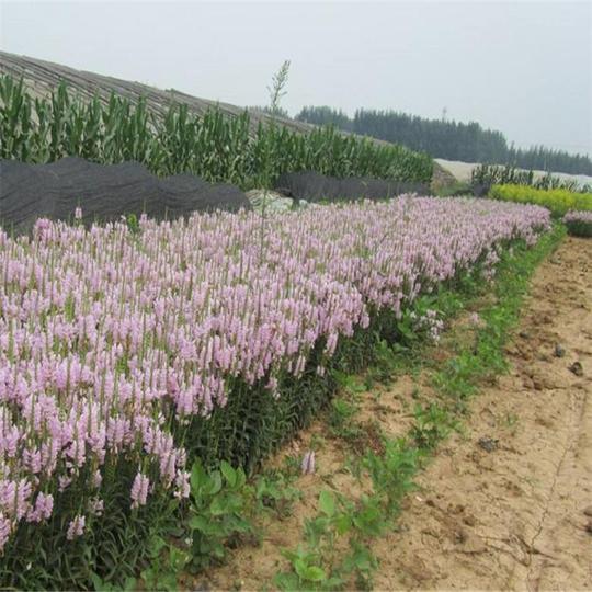河南绿叶炸酱草2019新春上市山东石榴供应商批发基地