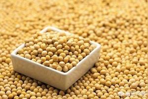 中国每年进口大豆近亿吨,能用种植主粮的耕地种植大豆吗