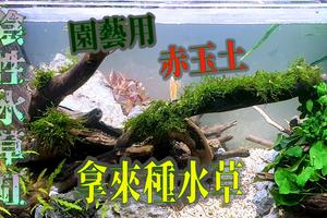 想往鱼缸里种点水草 但是家里鱼缸大了买水草泥或者底砂太贵了 有没有生活中可以替代的物品 或其他建议 爱游钓鱼网