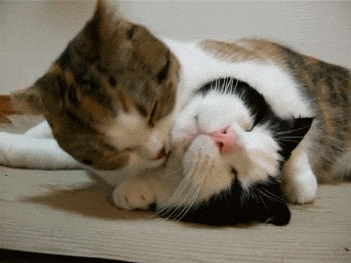 壁纸动物猫猫咪小猫桌面500_375gif动态图动图