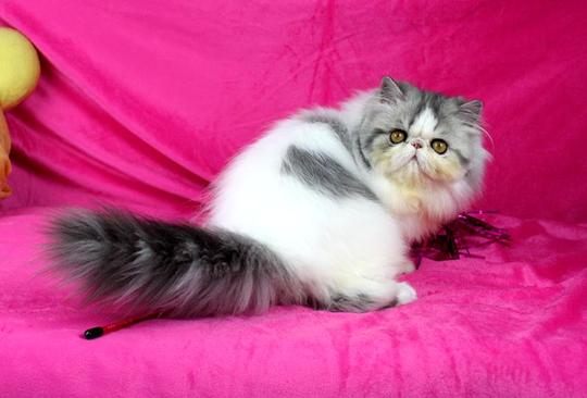 【宝依名猫】cfa注册兰虎斑高白异国长毛波斯猫mm带繁育权