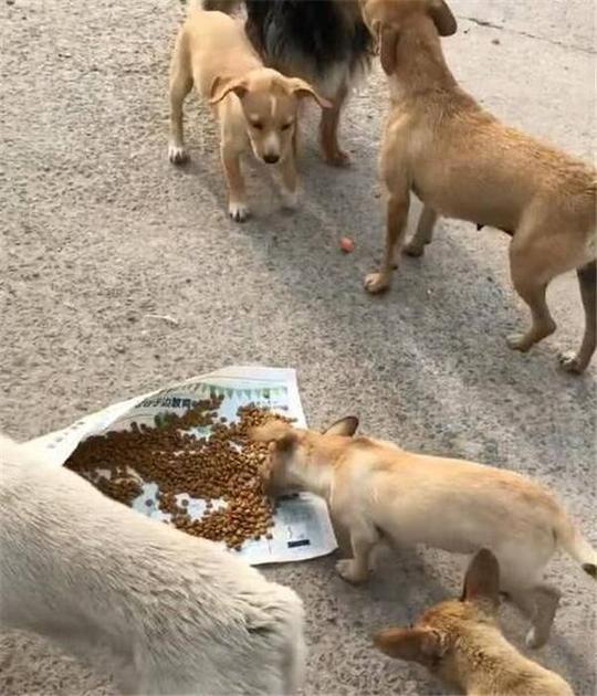 快手石家庄狗磊被砍事件视频磊哥怎么了为什么退出快手在石家庄