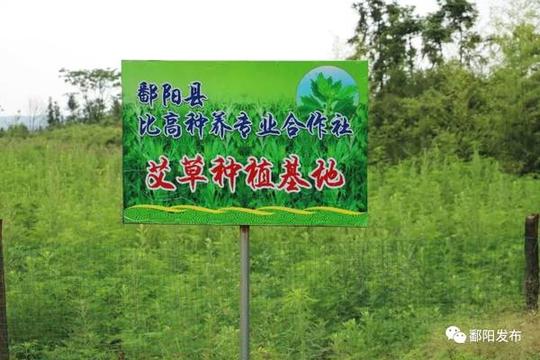 不单能用来泡脚养生鄱阳农民还靠它赚钱了这不端午前夕,正值艾草