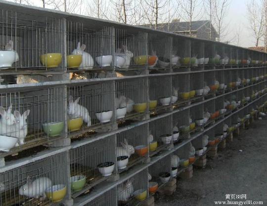 养殖养兔03江西肉兔价格新余肉兔养殖场肉兔养殖场,肉兔价格
