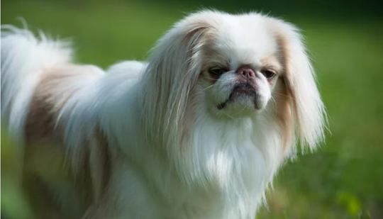 柴犬,秋田犬很流行,但日本还有一种古老冷门的狗狗:日本狆