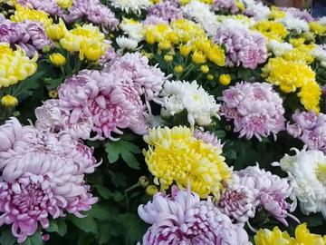 深圳市菊花展什么时候开