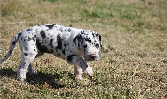 大麦町犬纯种幼犬斑点狗宠物狗保纯保健康可上