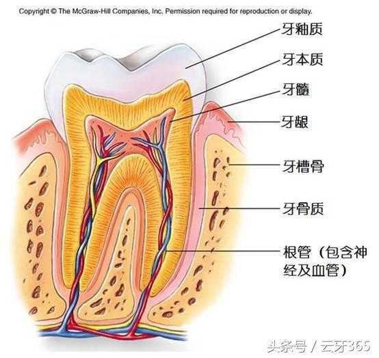 牙医说的杀神经是什么意思