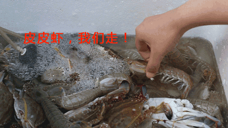 皮皮虾,我们快走!