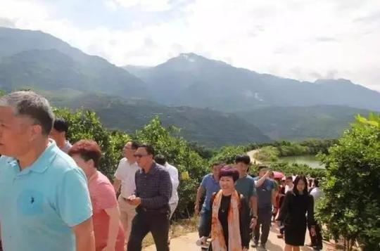 参观褚橙庄园,了解"励志橙"的种植过程,感悟褚时健创业之艰.