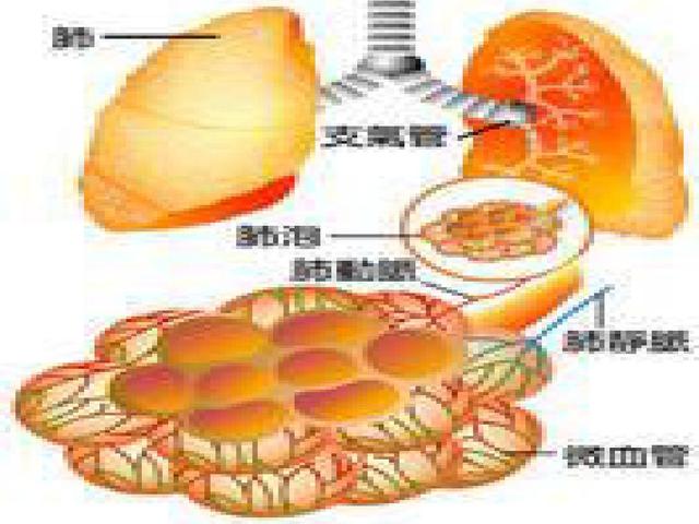 新生儿湿肺是什么原因造成的