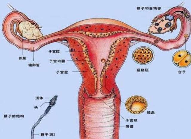 怀孕了宫颈病变怎么办