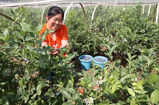 首页农村创业十几年前,潍坊坊子区解家村家家户户种草莓,曾经全