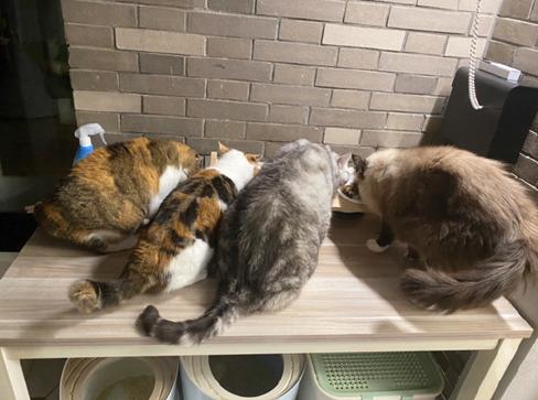 靠养猫养狗年入百万:宠物博主是门怎样的生意?|红像