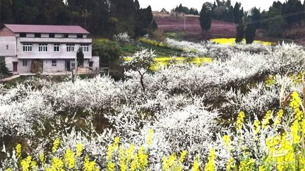 春天赏花的心情句子唯美