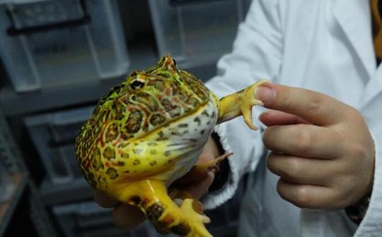 男子十年花近百万养蛙朋友疑惑:这是被青蛙鬼迷了心窍?
