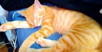 一只黄色猫咪坐在坐垫上gif图片