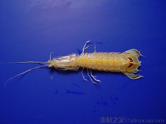 皮皮虾图片皮皮虾高清图片下载_素材之家