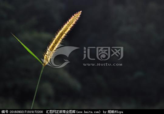 生命希望顽强花草狗尾草狗尾草图片素材下载逆光剪影金黄