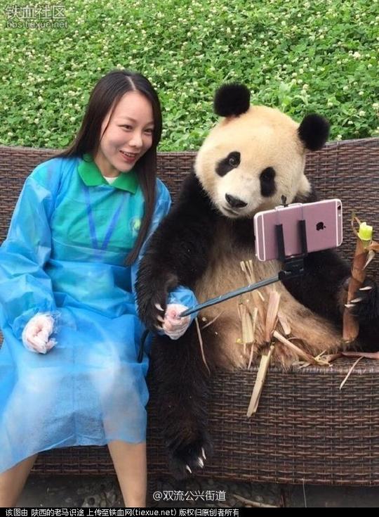一妹子在成都都江堰大熊猫保护基地拍摄的熊猫合影.-萌翻了大熊猫
