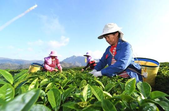 这是福建平和高峰谷梯田茶园(11月6日无人机拍摄).