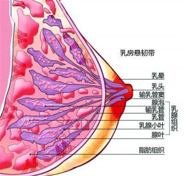 隆胸后的女人生娃后还能母乳喂养吗