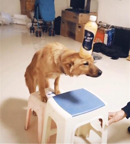 田园犬为小主人表演节目，用头顶水瓶爬板凳，网友:稳如老狗
