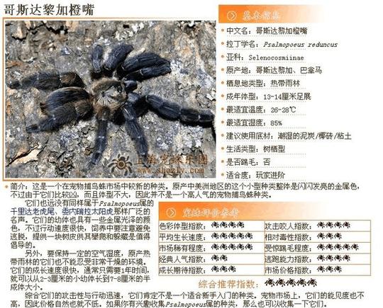捕鸟蛛图鉴