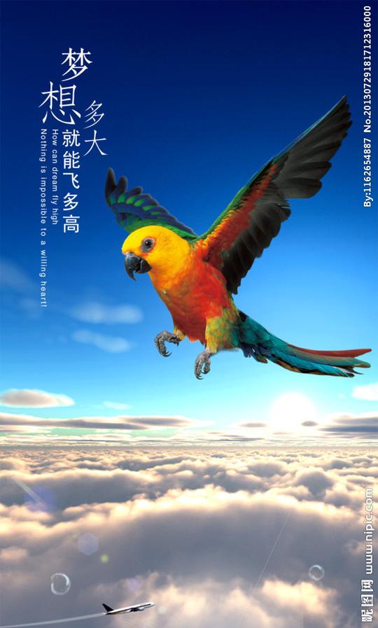 鹦鹉飞翔蓝天图片