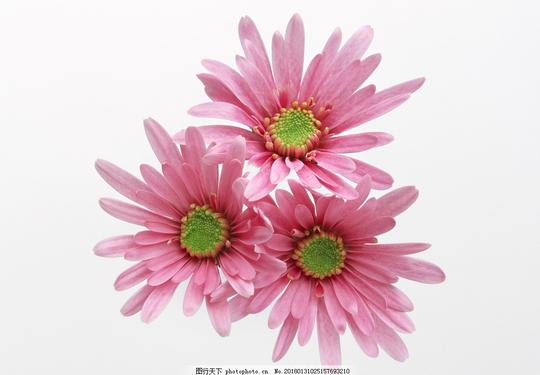 菊花美丽的鲜花花朵花语花艺插花艺术观花植物观赏植物