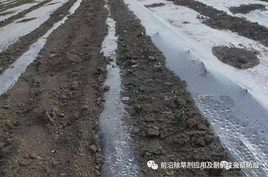 棉花播前除草剂二甲戊灵使用技术问题