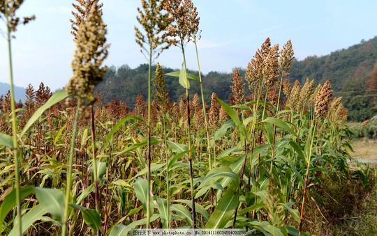 红高粱高粱红高粱熟了高粱地摄影