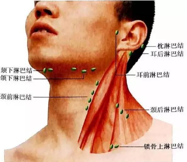 腹股沟摸到几粒淋巴结要不要紧