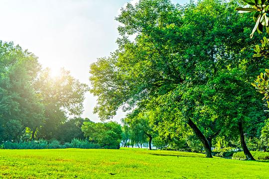 阳光草地绿树林_图片大全—全景创意图库（quanjing.com）中国领先的正版图片视频素材网站