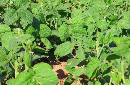 打工青年回乡创业种植毛豆,目标做出色农民,月收益5万