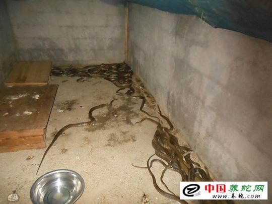 绥棱男子养蛇冬眠期变成赚钱"黄金季"-养蛇赚钱吗