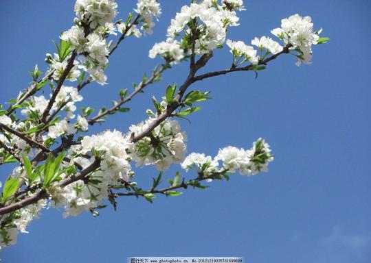 初春白色梨花春天蓝天白色梨花绿叶白云花草生物世界摄影