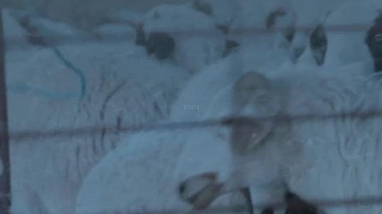 雪灾牧民受灾暴风雪羊群失散_1920x1080_高清视频素材