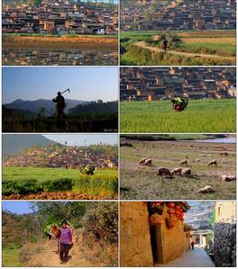 高清实拍云南民族乡村麦地农村民辛勤劳作宣传片田园生活视频素材