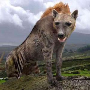 已灭绝的食肉动物