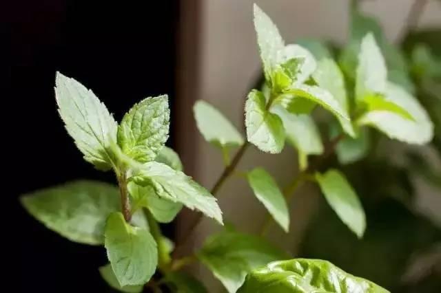 夏天婴幼儿如何防蚊虫叮咬