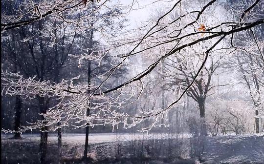 可商用视频素材之下雪飘落树木雪景雪地上的灯泡唯美伤感雪花背景