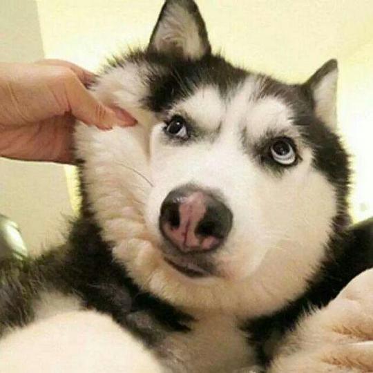 哈士奇二哈搞笑图片表情包下载