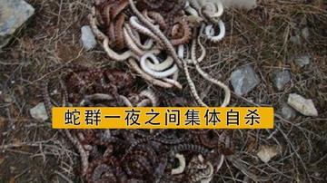 石家庄市新乐毒蛇的长尾关键词有什么