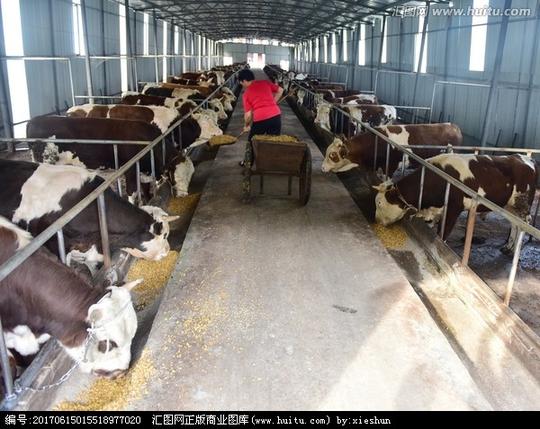 农业牲畜牛养殖场农场动物畜牧牧场牛肉哺乳动物养牛农村