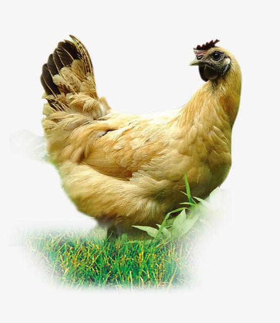 鸡皮肤抠掉还能恢复吗