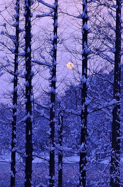雪景_图片大全—全景创意图库（quanjing.com）中国领先的正版图片视频素材网站