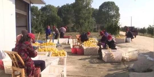 常德汉寿:湘枳壳成为村民致富的"金果果"
