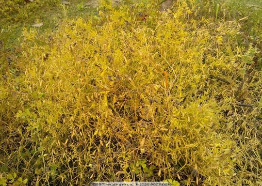 黄草春天春季杂乱素材花草生物世界摄影72dpijpg