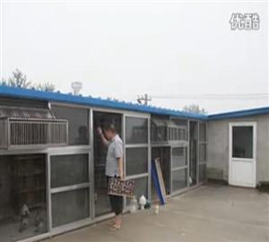视频:信鸽自动放飞门带撞门演示-信鸽视频播